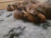 Le prime foto dei piccoli cuccioli nati. Disponibili cuccioli