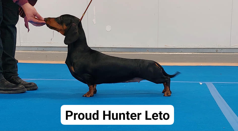 Proud Hunter Leto (Standard)